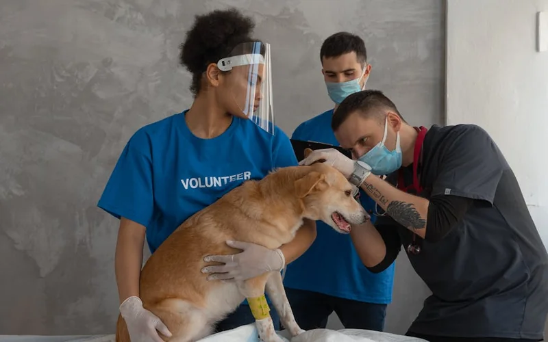 FP Veterinaria online